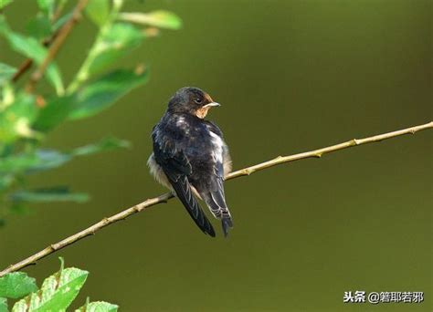 撿到燕子代表什麼|帶著福氣的鳥兒：燕子